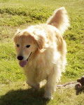 Bailey - Golden Retriever (4 ans)