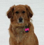 Zoe - Golden Retriever (3 ans)