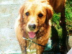 Apollymi - Golden Retriever (3 ans)