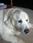 Whiskey - Golden Retriever Mâle (11 ans)