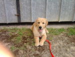 nelsone - Golden Retriever Mâle (4 mois)
