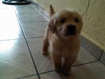 nala - Golden Retriever (4 mois)