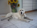 Emy - Golden Retriever (8 mois)
