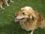 Louis - Golden Retriever Mâle (11 ans)