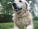 Canelle - Golden Retriever (8 ans)
