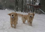 Max and Shiloh - Golden Retriever (1 an)
