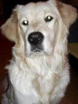 galla - Golden Retriever (1 an)