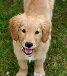 Rosie - Golden Retriever (1 an)