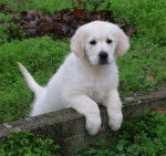Goldie - Golden Retriever (3 mois)