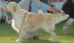 chesteur - Golden Retriever Mâle (4 ans)