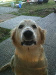 Buddy - Golden Retriever Mâle (11 ans)