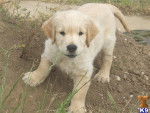 tatiana - Golden Retriever (4 mois)