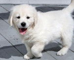 Marley - Golden Retriever (3 mois)