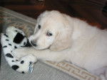 sunny - Golden Retriever (6 mois)