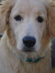 Yago - Golden Retriever Mâle (8 mois)