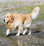 Goldie - Golden Retriever (2 ans)