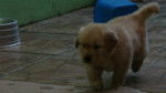 Bella - Golden Retriever (5 mois)