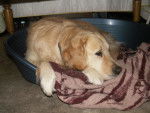un petit repos... - Golden Retriever (8 ans)