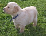Jenny - Golden Retriever (1 an)