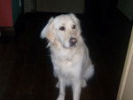 Jenna - Golden Retriever (3 ans)