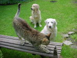 Attila, Papeete et Dâira - Golden Retriever
