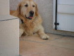 fait dodo cola mon petit frère re. - Golden Retriever (8 ans)