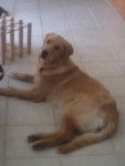 Mollie - Golden Retriever (11 mois)