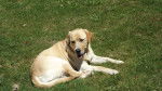 Bounty - Golden Retriever Mâle (3 ans)
