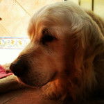 rocco - Golden Retriever Mâle (16 ans)