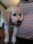 Daisy - Golden Retriever (3 mois)