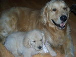 marley y roque - Golden Retriever