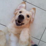 Hanoï - Golden Retriever (10 mois)