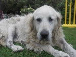 Sena - Golden Retriever (14 ans)