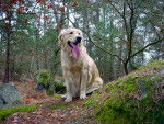 Dâira - Golden Retriever (4 ans)