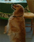 Olympia - Golden Retriever (11 ans)