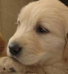 hercules - Golden Retriever Mâle (2 mois)
