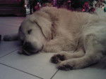 Octave - Golden Retriever Mâle (Autre)