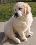 Paloma - Golden Retriever (9 mois)