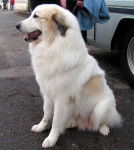 marquize - Golden Retriever (8 ans)