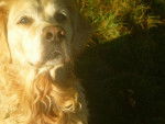 Daisy - Golden Retriever (15 ans)