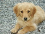Toupy - Golden Retriever Mâle (11 mois)