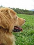 vicky - Golden Retriever (4 ans)