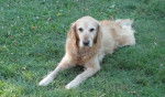 Violet - Golden Retriever (5 ans)