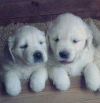2 Chiots - Golden Retriever (6 mois)