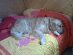 Bambou - Golden Retriever Mâle (5 ans)
