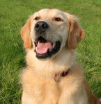 vali - Golden Retriever (4 ans)