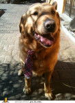 My Cute Dog Ricky ? - Golden Retriever Mâle (4 ans)