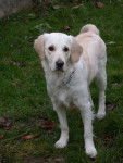 Dana - Golden Retriever (6 ans)