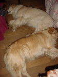 Dâira et Papeete déjà au dodo. - Golden Retriever (4 ans)