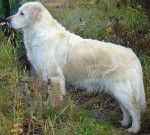 Englich - Golden Retriever (11 mois)